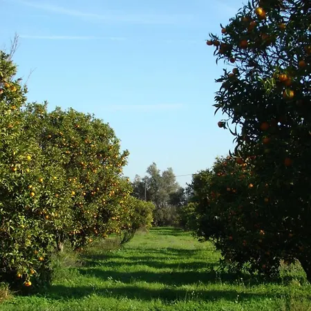 Quinta Da Palmeirinha * Силвеш